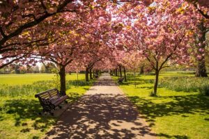 garden landscape